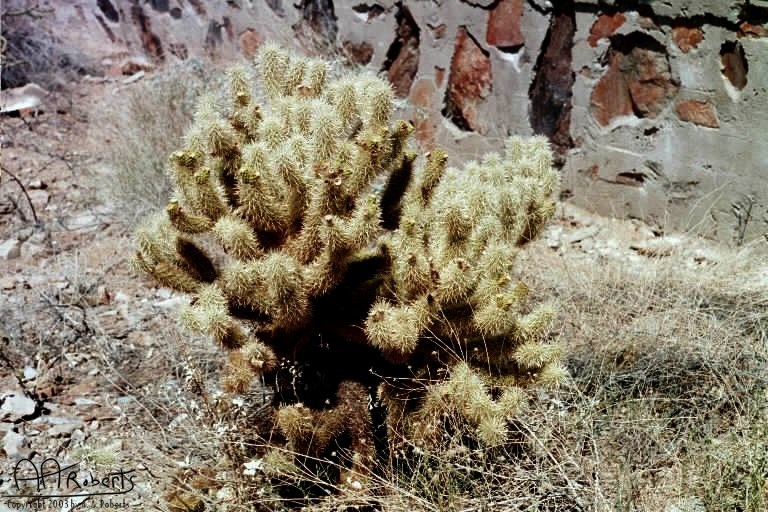 Cactus Garden.jpg - Don't sit here!